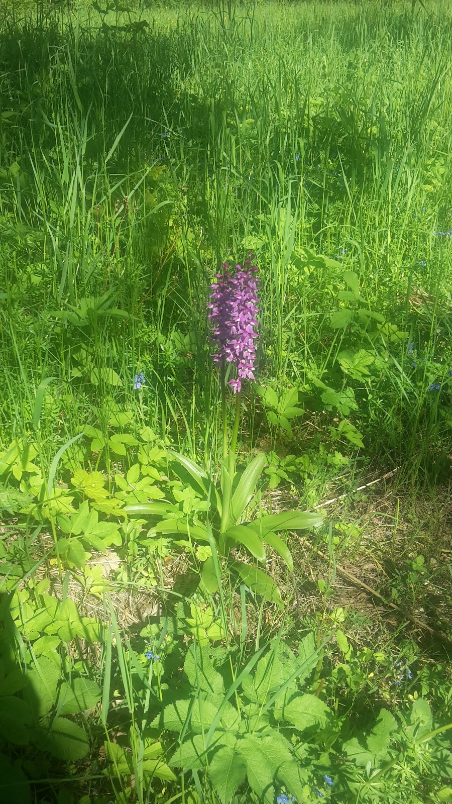 Bílá Voda, Psychiatrická nemocnice Marianny Oranžské - foto 10