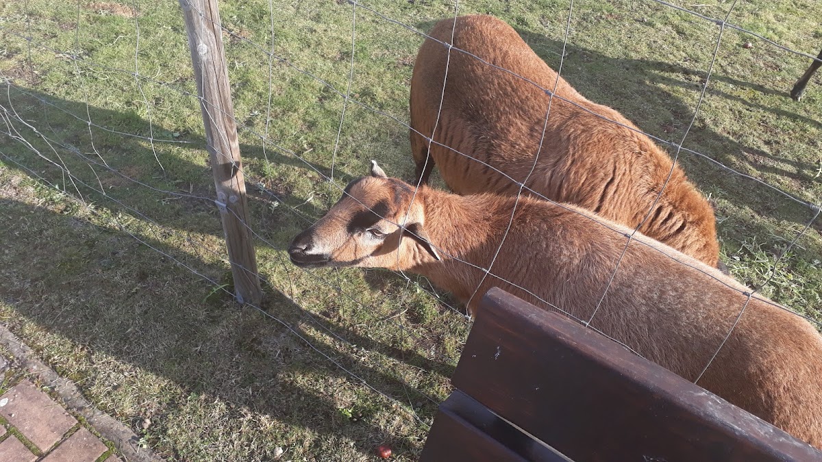 Domov sv. Františka - terénní program - foto 8