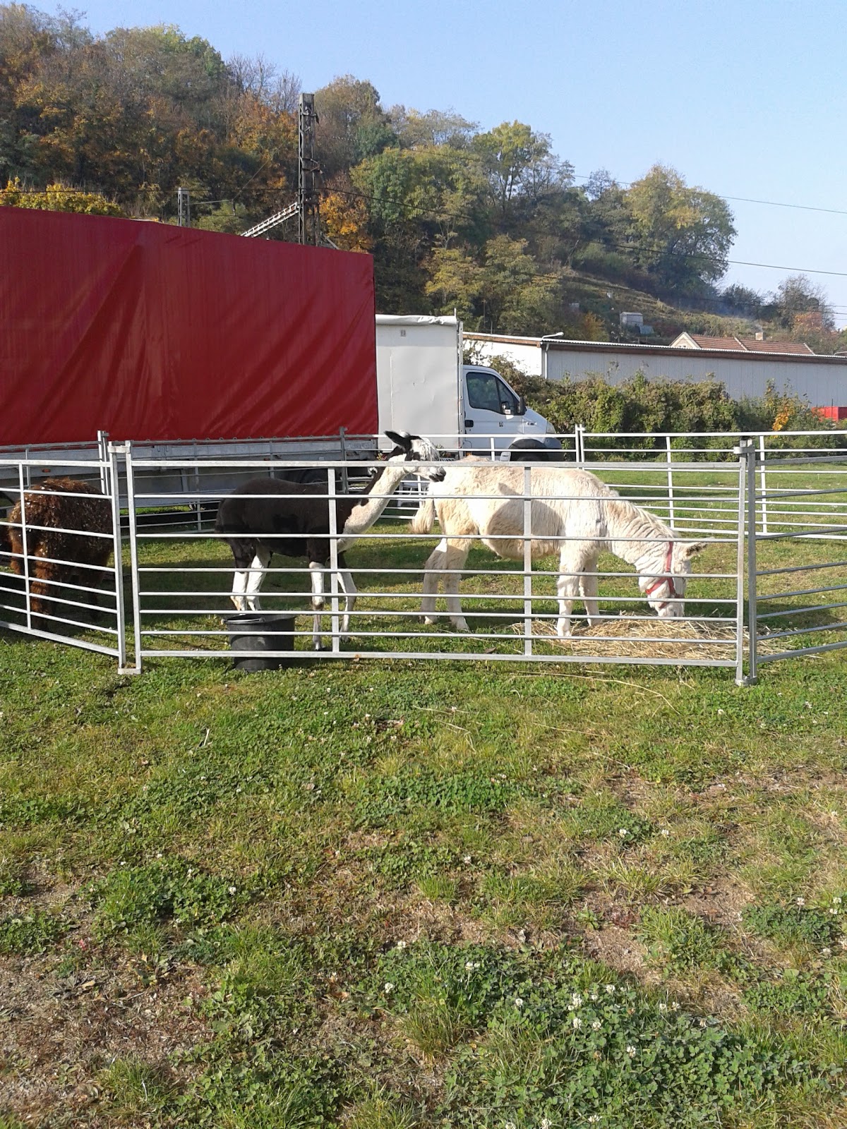 Kralupy nad Vltavou, Místní protidrogový koordinátor - Mělník